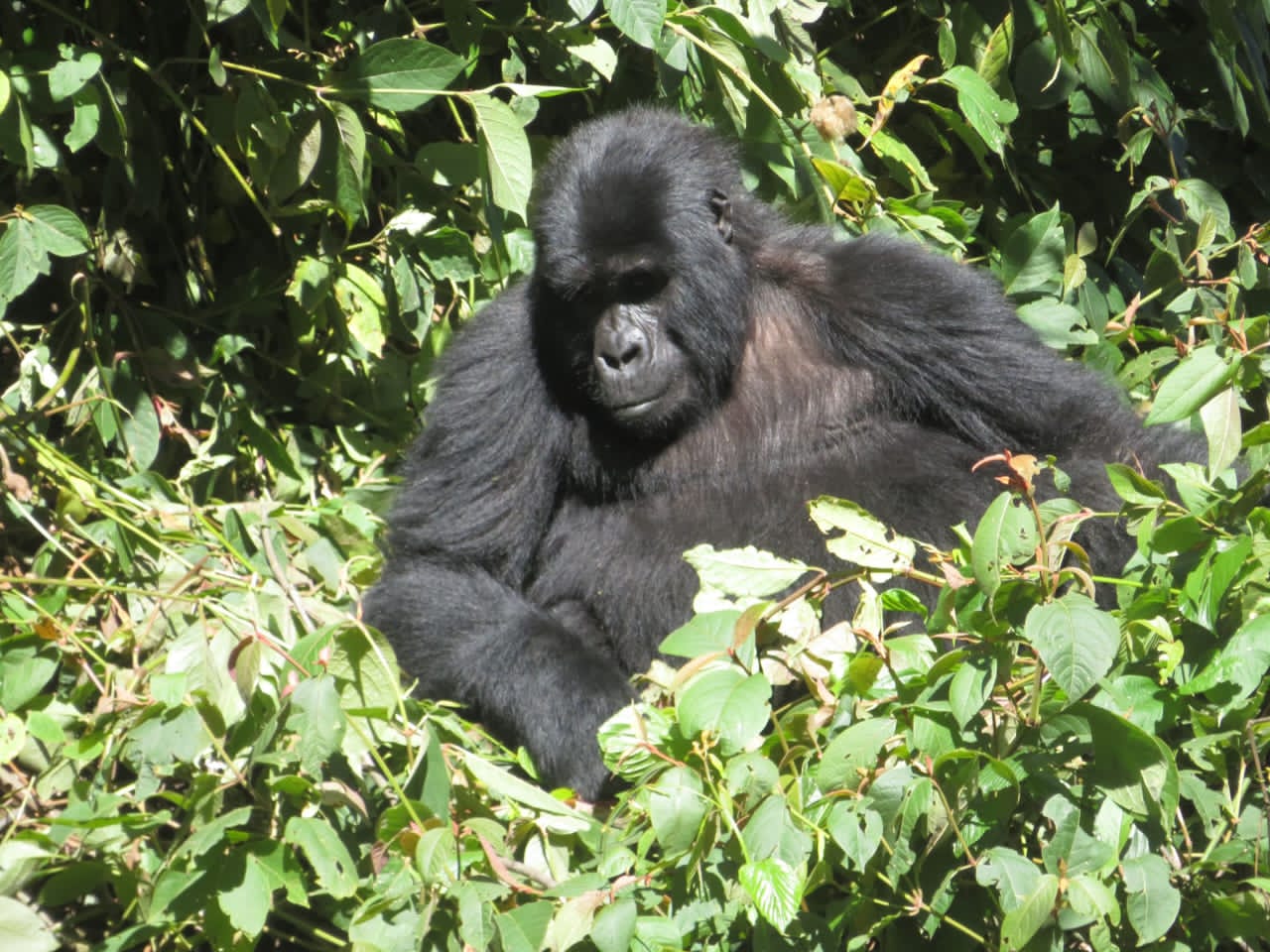 Bwindi Primates