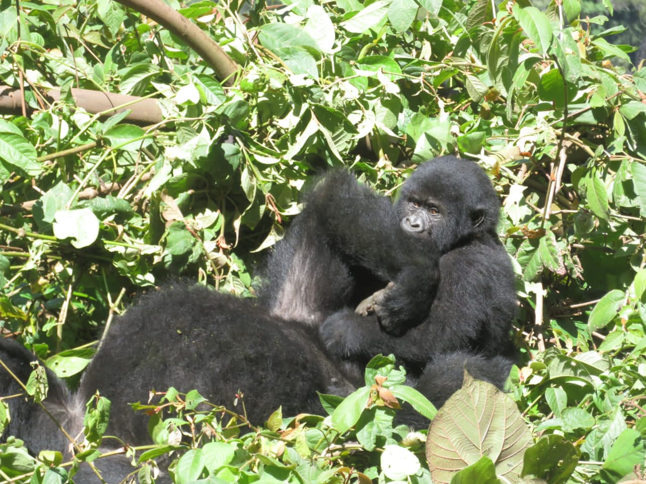 Chimpanzee