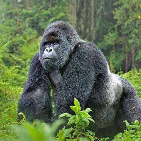 Mountain Gorilla