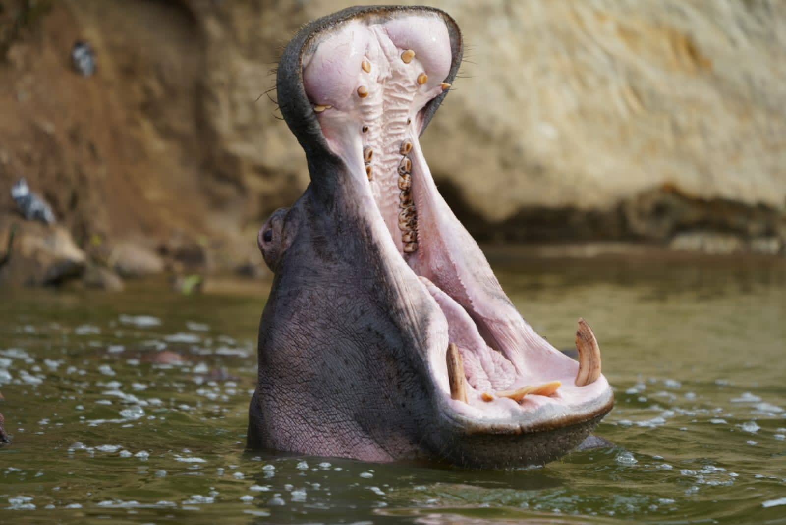 Hippo