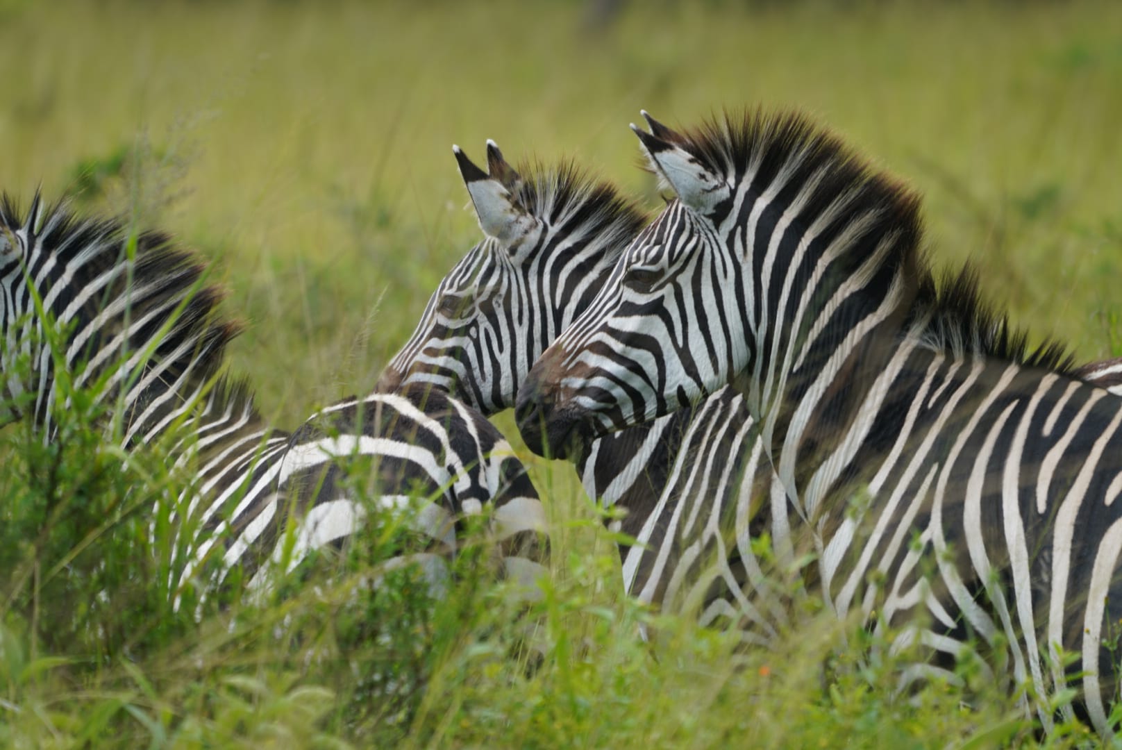 Zebra