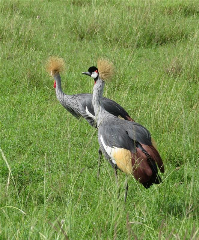 Murchison Falls