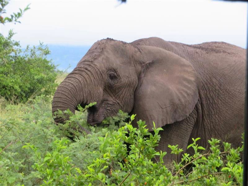 African Elephant